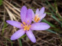 Halb geöffnete Blüte neben offener Herbstzeitlosen Blüte